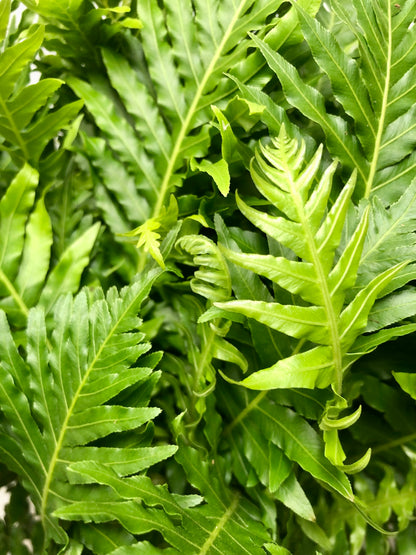 Blechnum Silver Lady -Dwarf Tree Fern