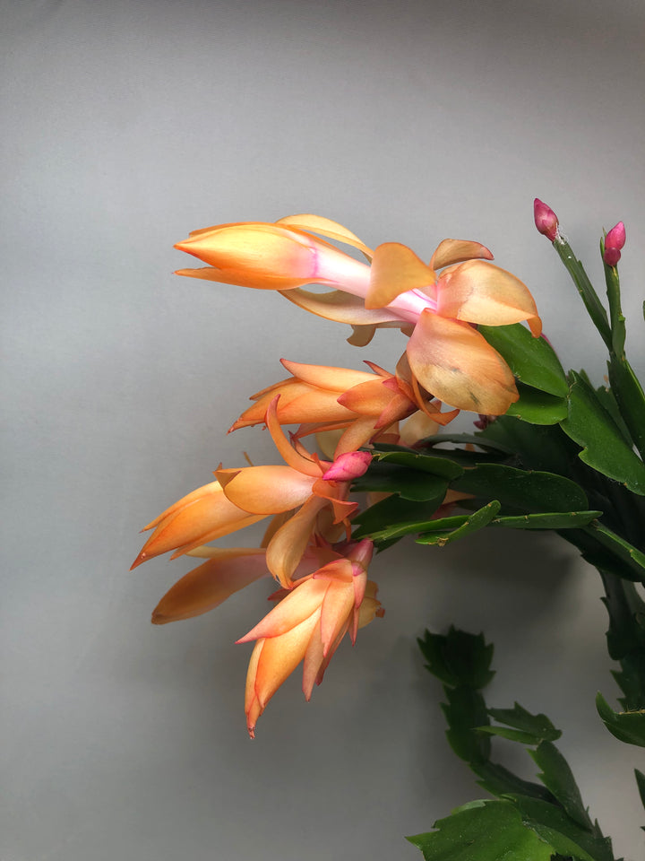 Schlumbergera Orange -Christmas/easter/holiday cactus