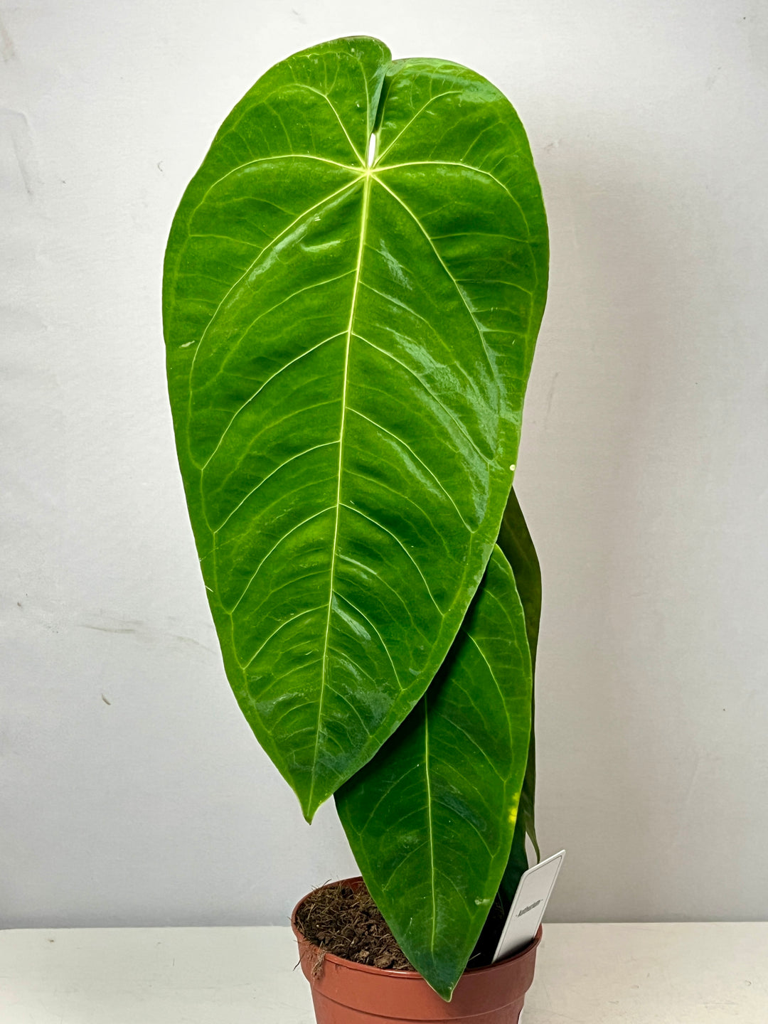 anthurium queremalense for sale Anthurium Queremalense – Plant Studio