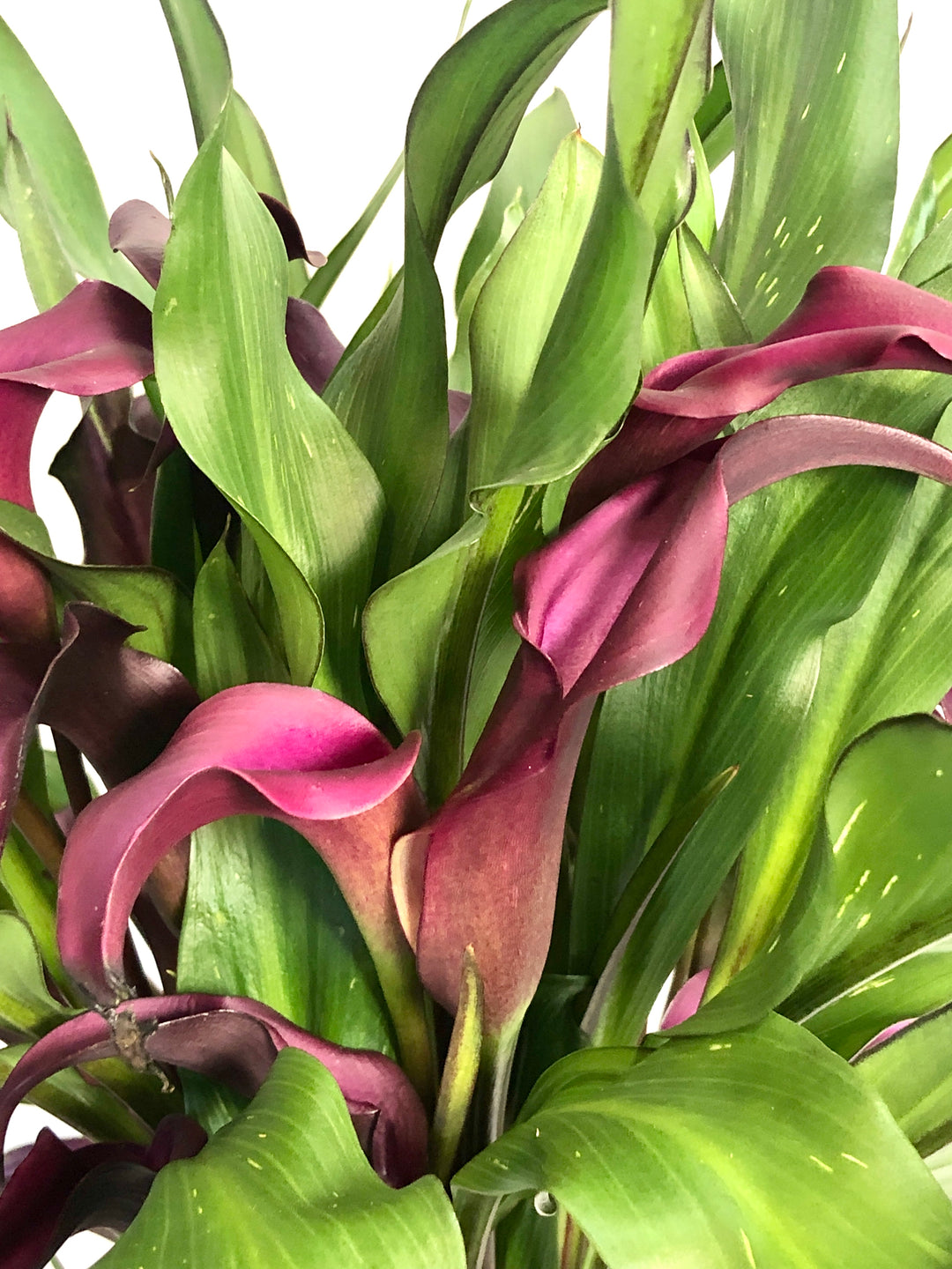 Zantedeschia purple - Calla lilly