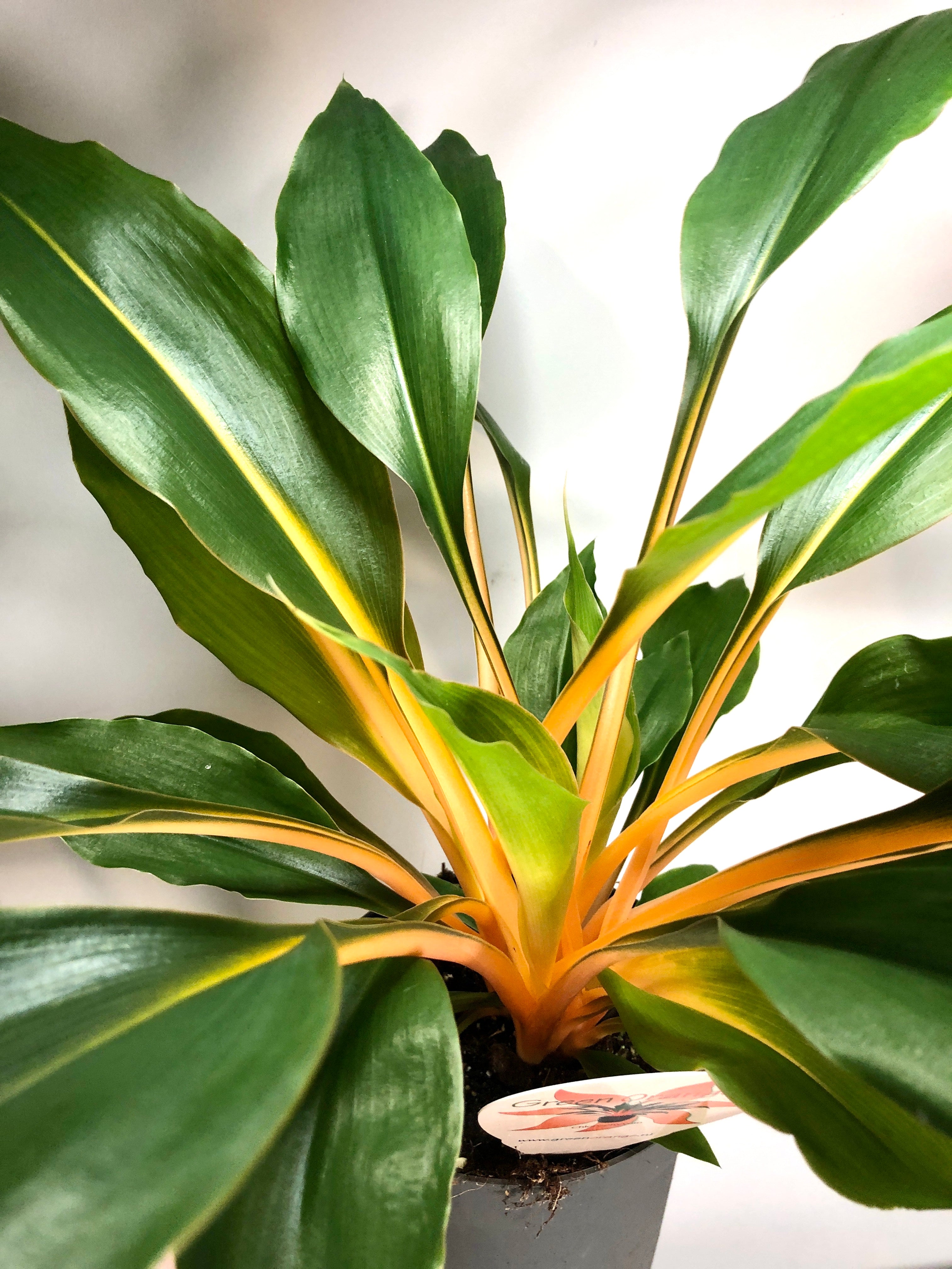Chlorophytum Orchidastrum Green Orange - Spider plant – Plant Studio