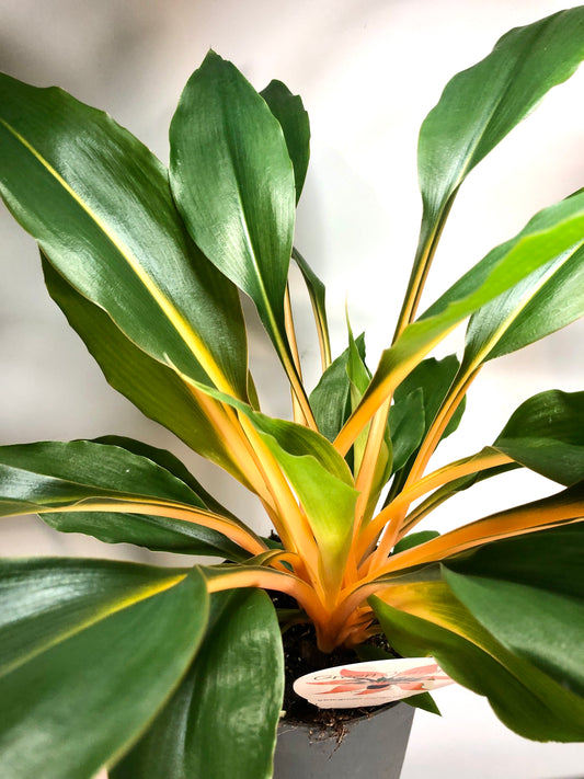 Chlorophytum Orchidastrum Green Orange - Spider plant