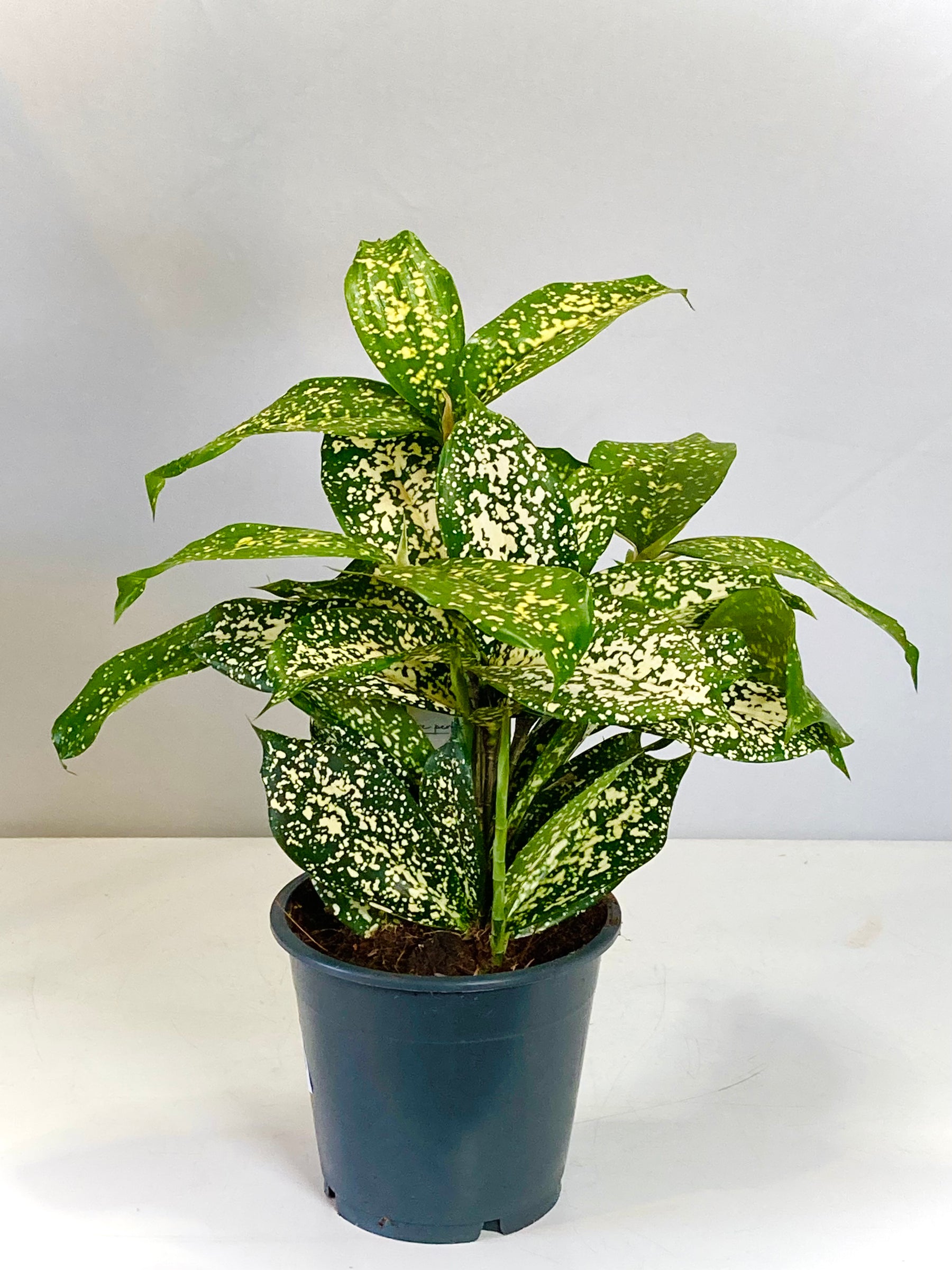 dracaena florida beauty propagation Dracaena Florida Beauty – Plant Studio