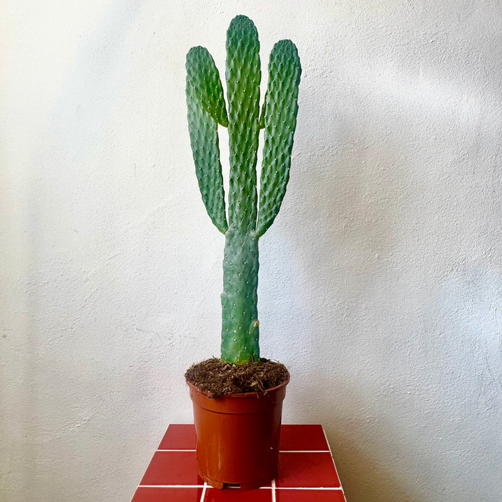 Opuntia 'Azure' - Blue Prickly Pear Cactus