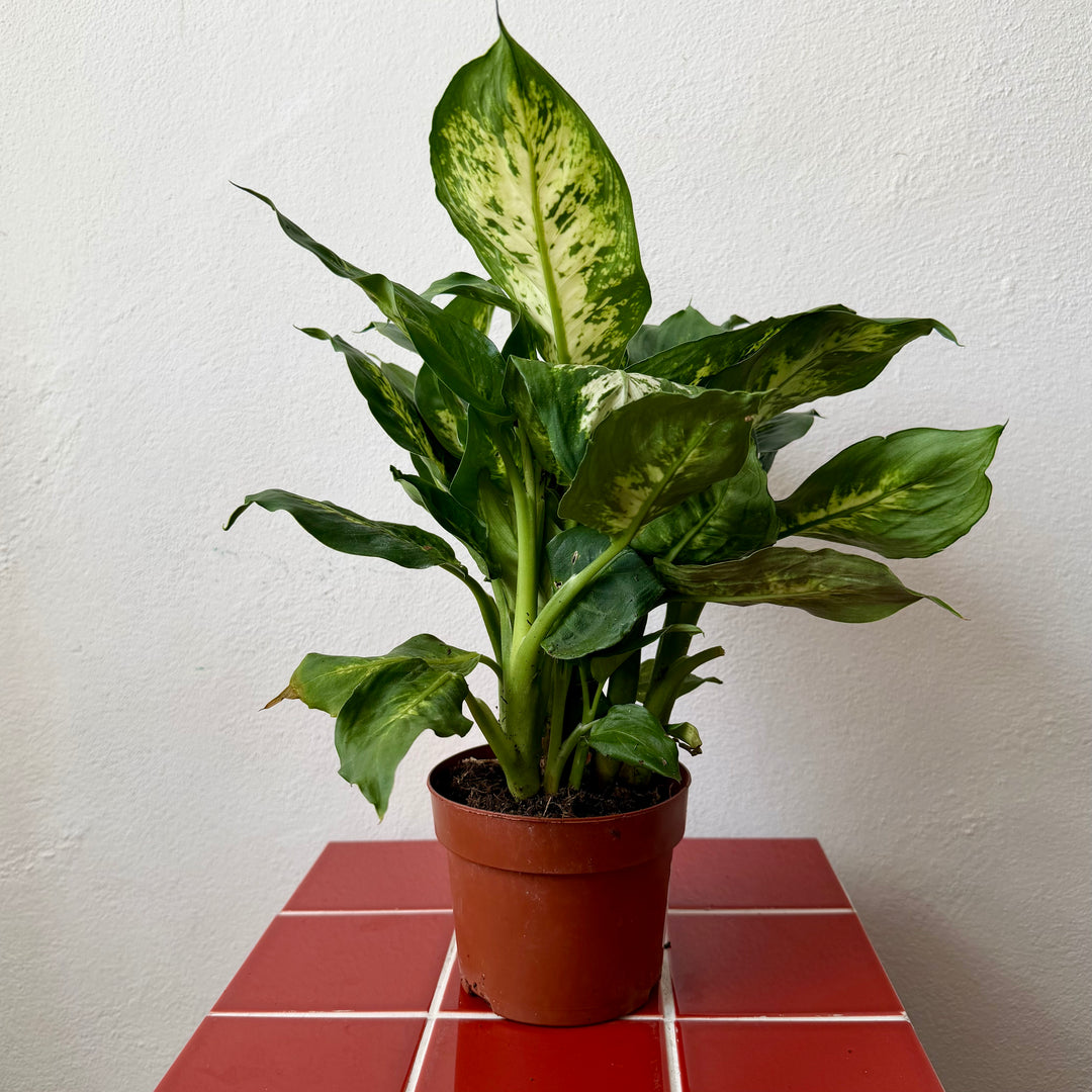 Dieffenbachia Compacta