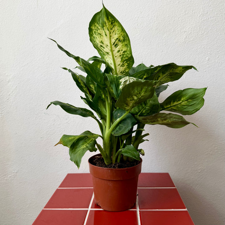 Dieffenbachia Compacta