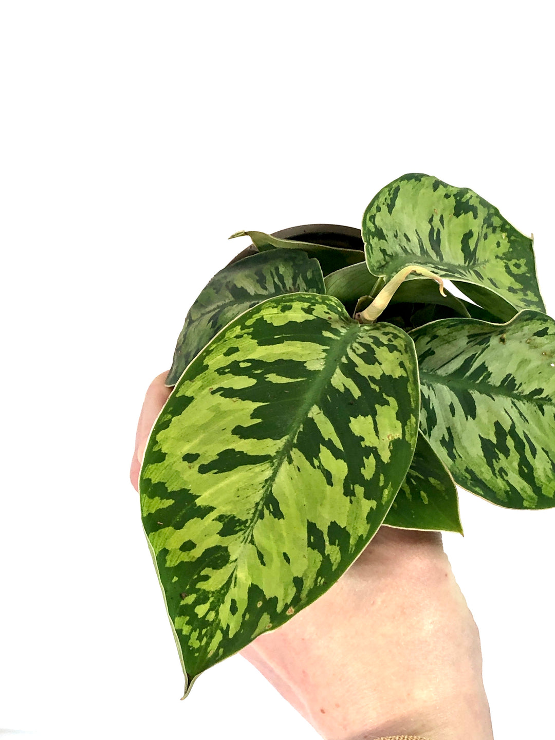 Homalomena Camouflage