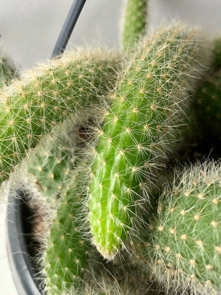 Hildewintera Colademonis or Cleistocactus Colademonis  - Monkey tail Cactus