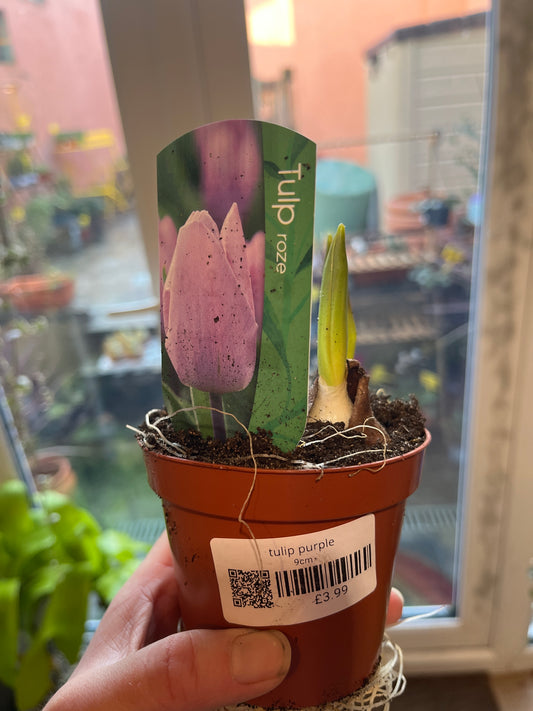 Tulip Purple