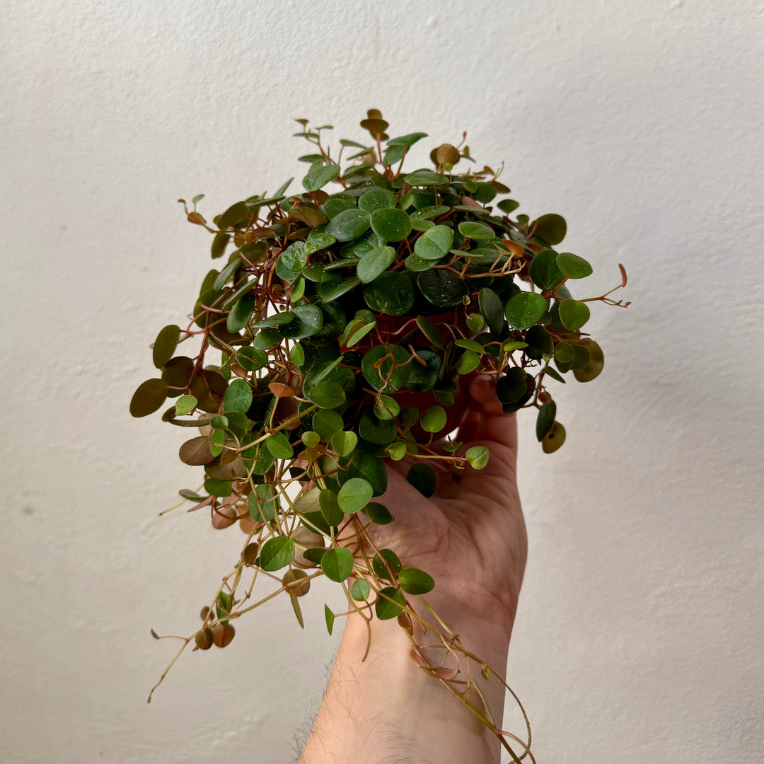 Peperomia Prostrata Pepperspot - String of Coins