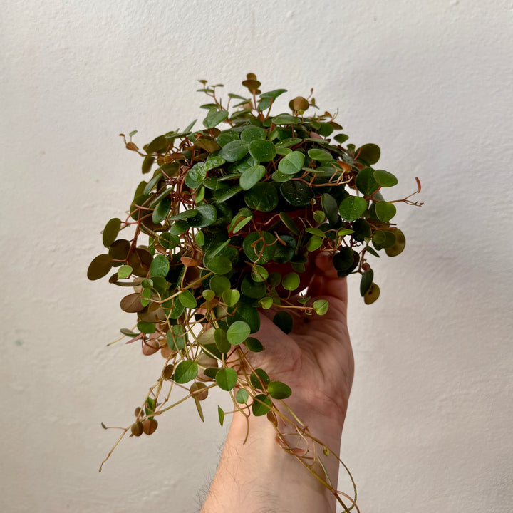 Peperomia Prostrata Pepperspot - String of Coins