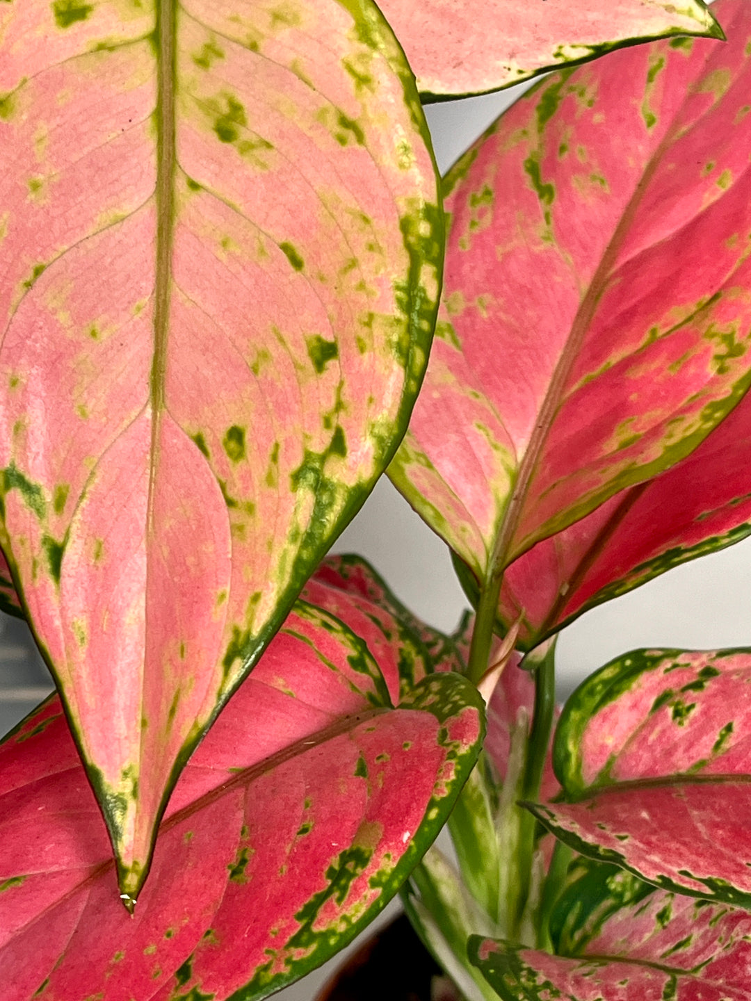 Aglaonema pink