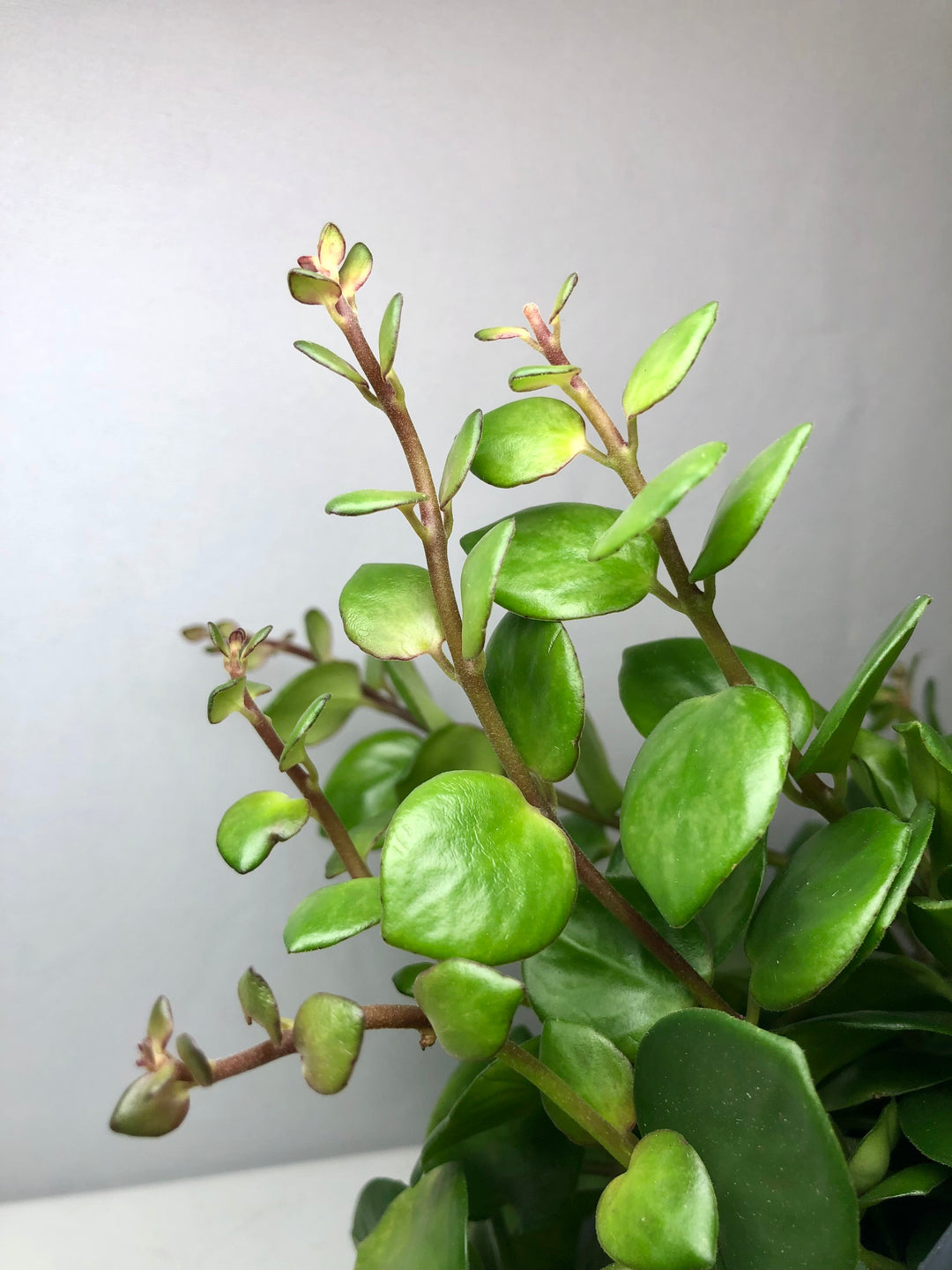 Aeschynanthus Pink Polka - Lipstick plant