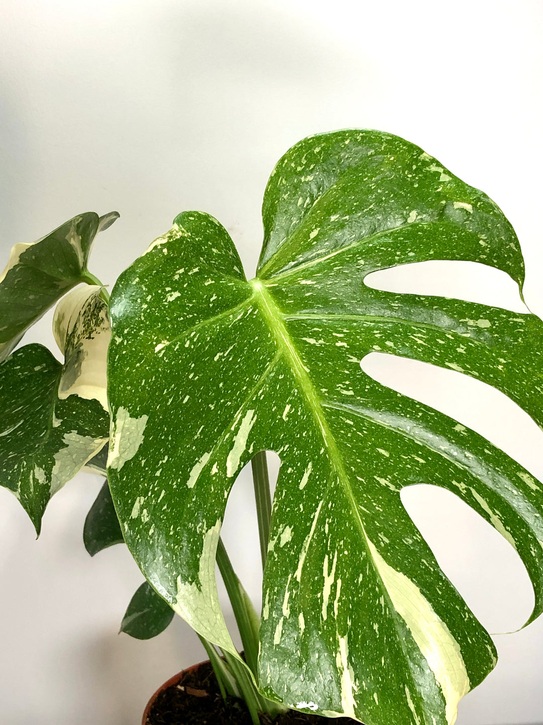 Monstera Thai Constellation