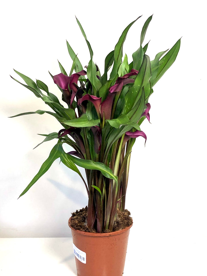 Zantedeschia purple - Calla lilly