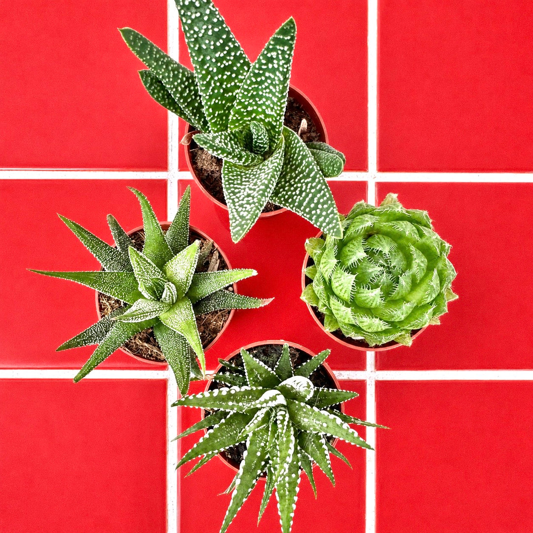 Haworthia mix
