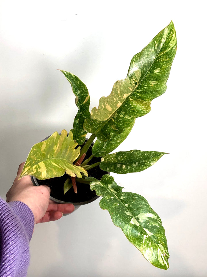 Philodendron Ring of Fire