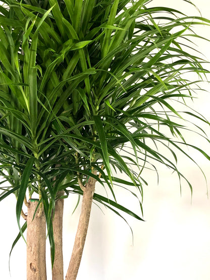 Dracaena Anita