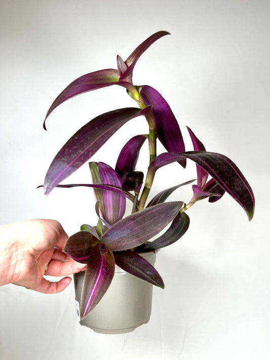 Tradescantia Palida Pink Stripes