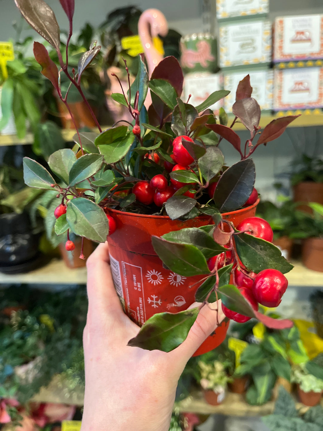 Gaultheria procumbens – Wintergreen