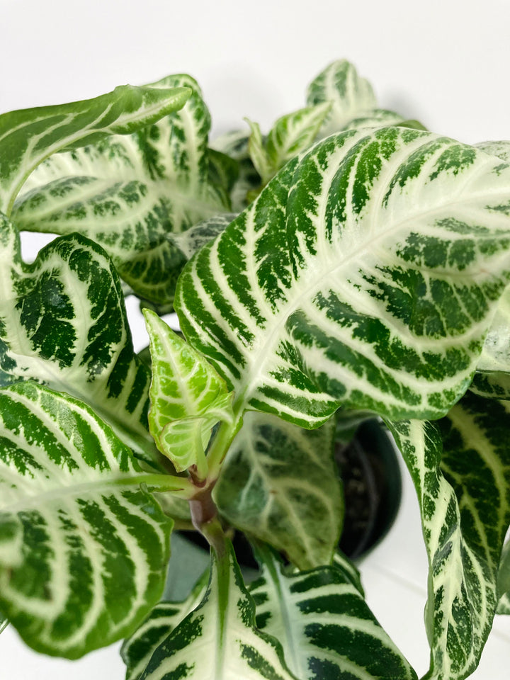 Aphelandra Curly White