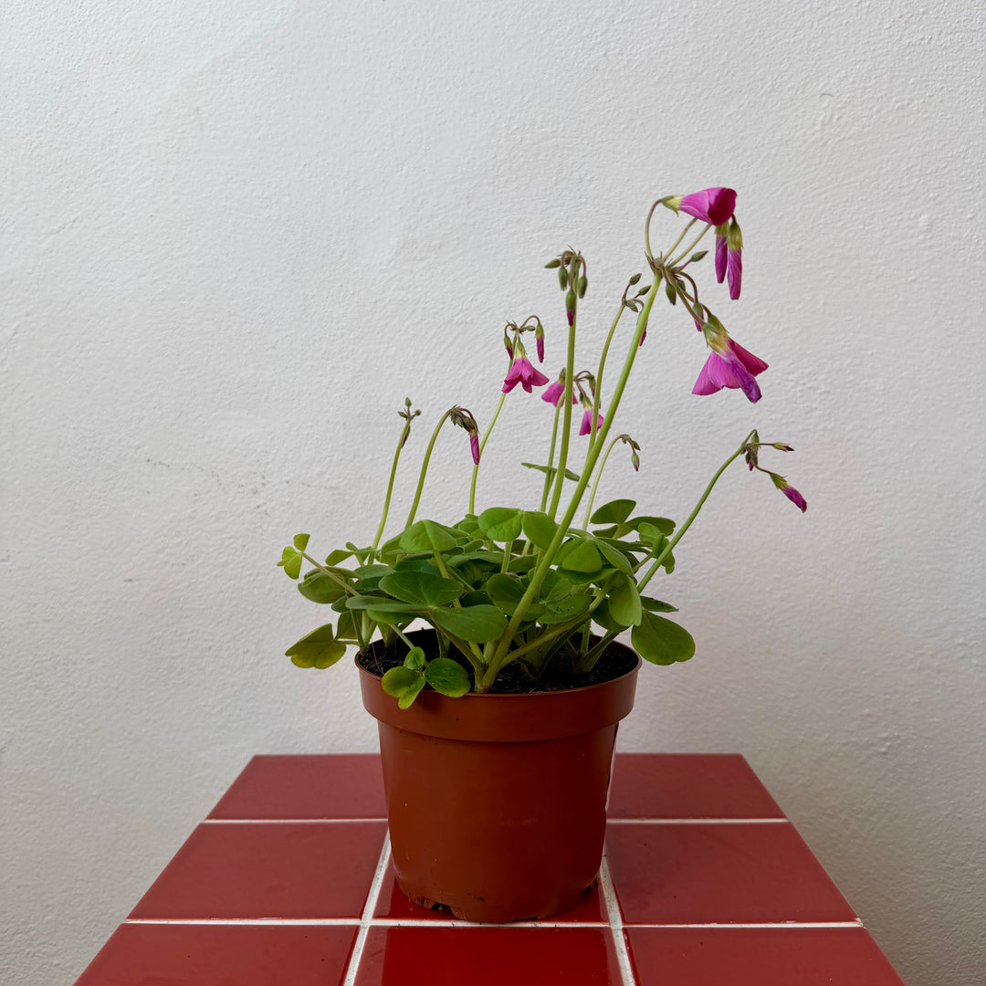 Oxalis triangularis ‘Bowiei Amarantha’