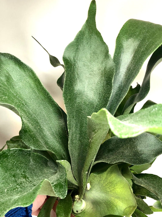 Platycerium Bifurcatum-Staghorn Fern