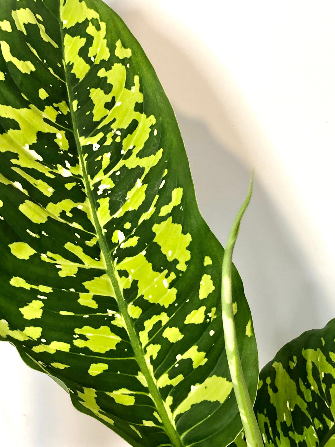dieffenbachia cheetah Dieffenbachia Cheetah / reflector – Plant Studio