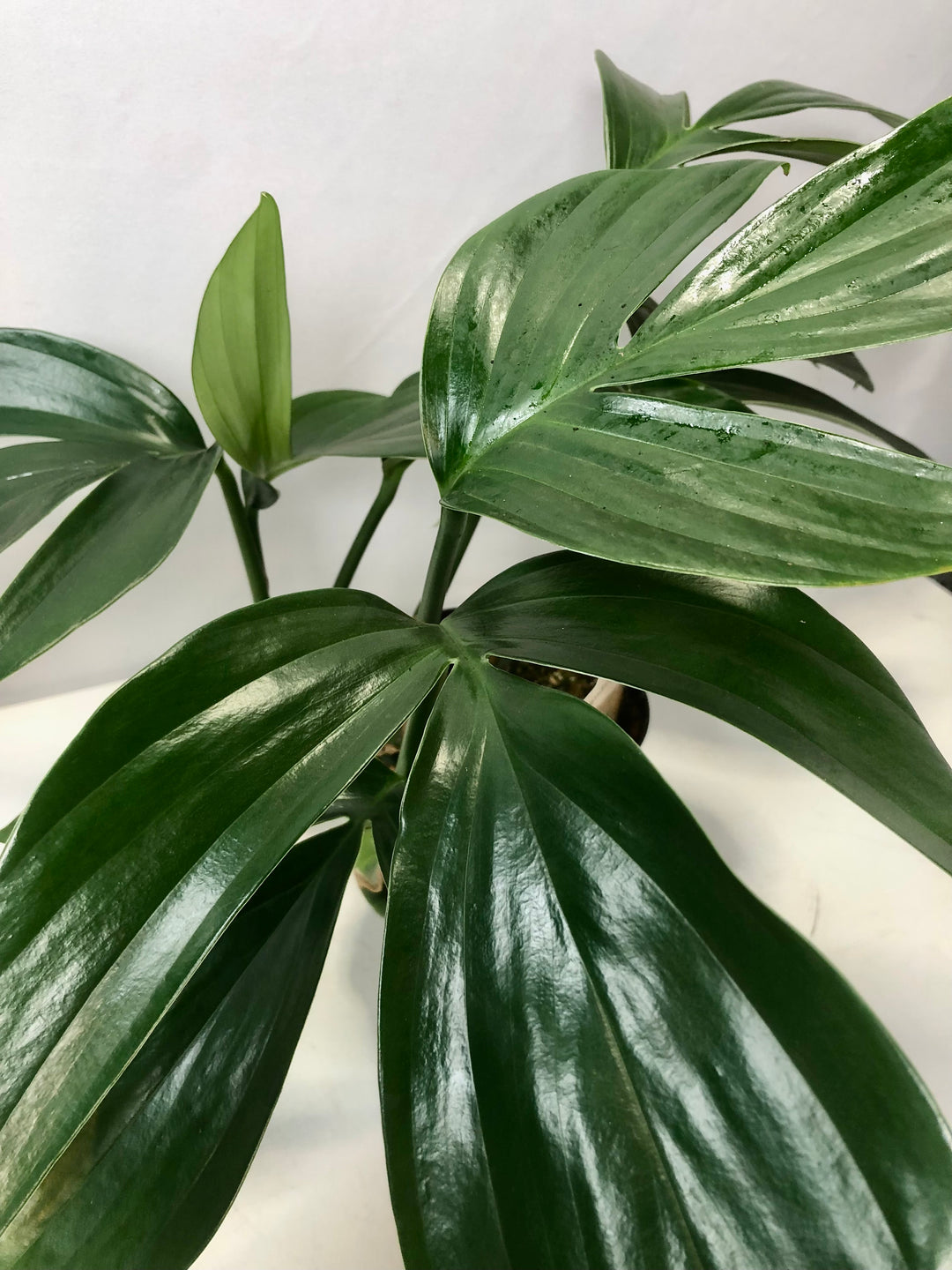 philodendron dragon tail care Philodendron Dragon tail – Plant Studio