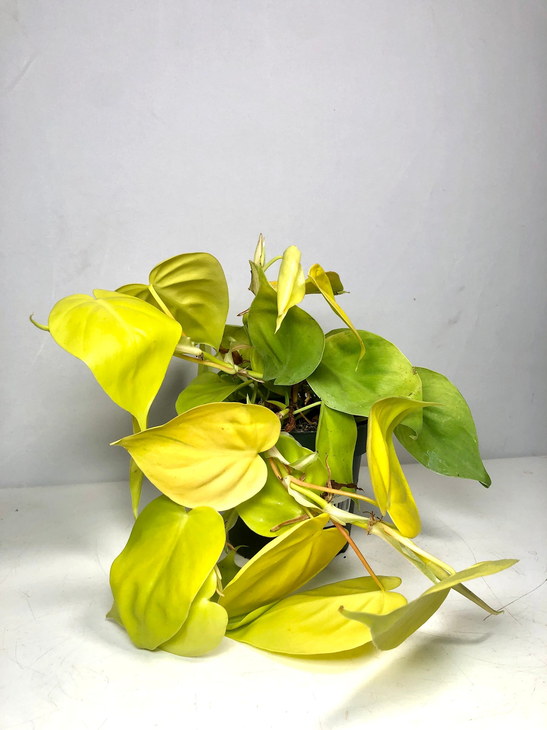 philodendron scandens yellow Philodendron scandens 'Lime' – Plant Studio