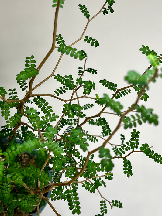 Sophora Prostrata little baby