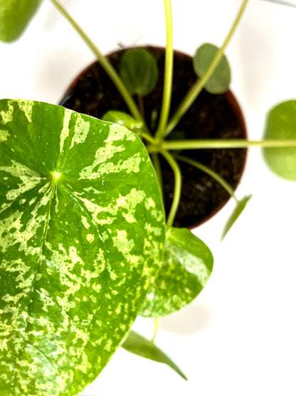 Pilea Peperomoides mojito - varigated