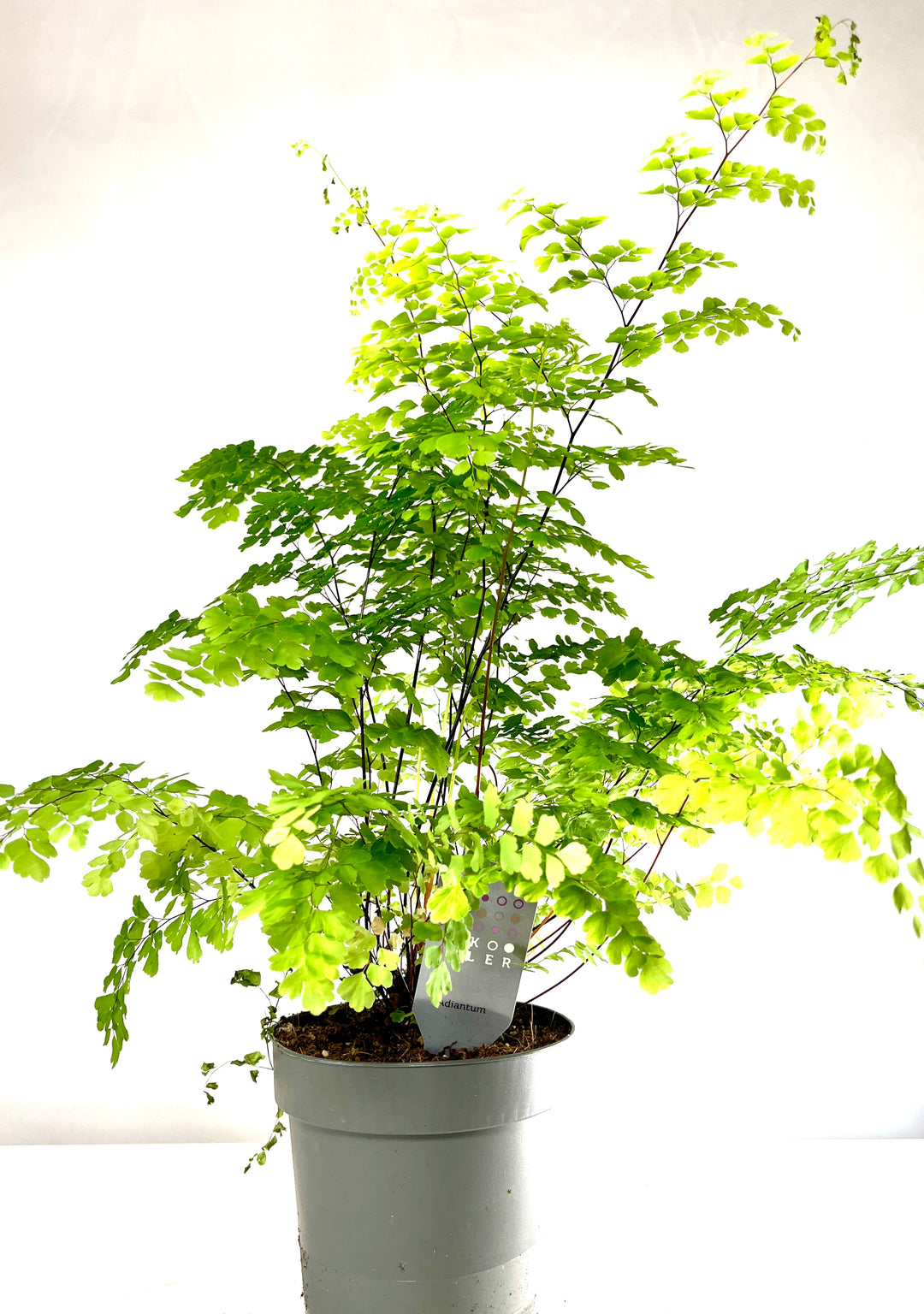 Adiantum raddianum ‘Fragrans’ -  Delta Maidenhair Fern