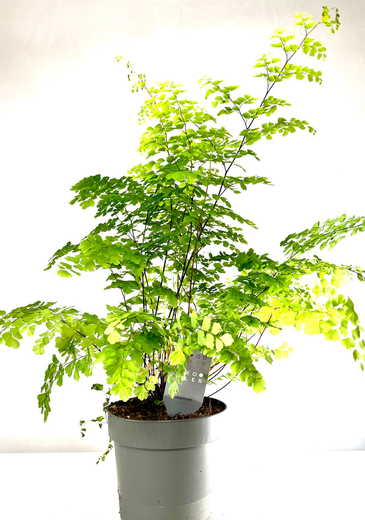 Adiantum raddianum ‘Fragrans’ -  Delta Maidenhair Fern