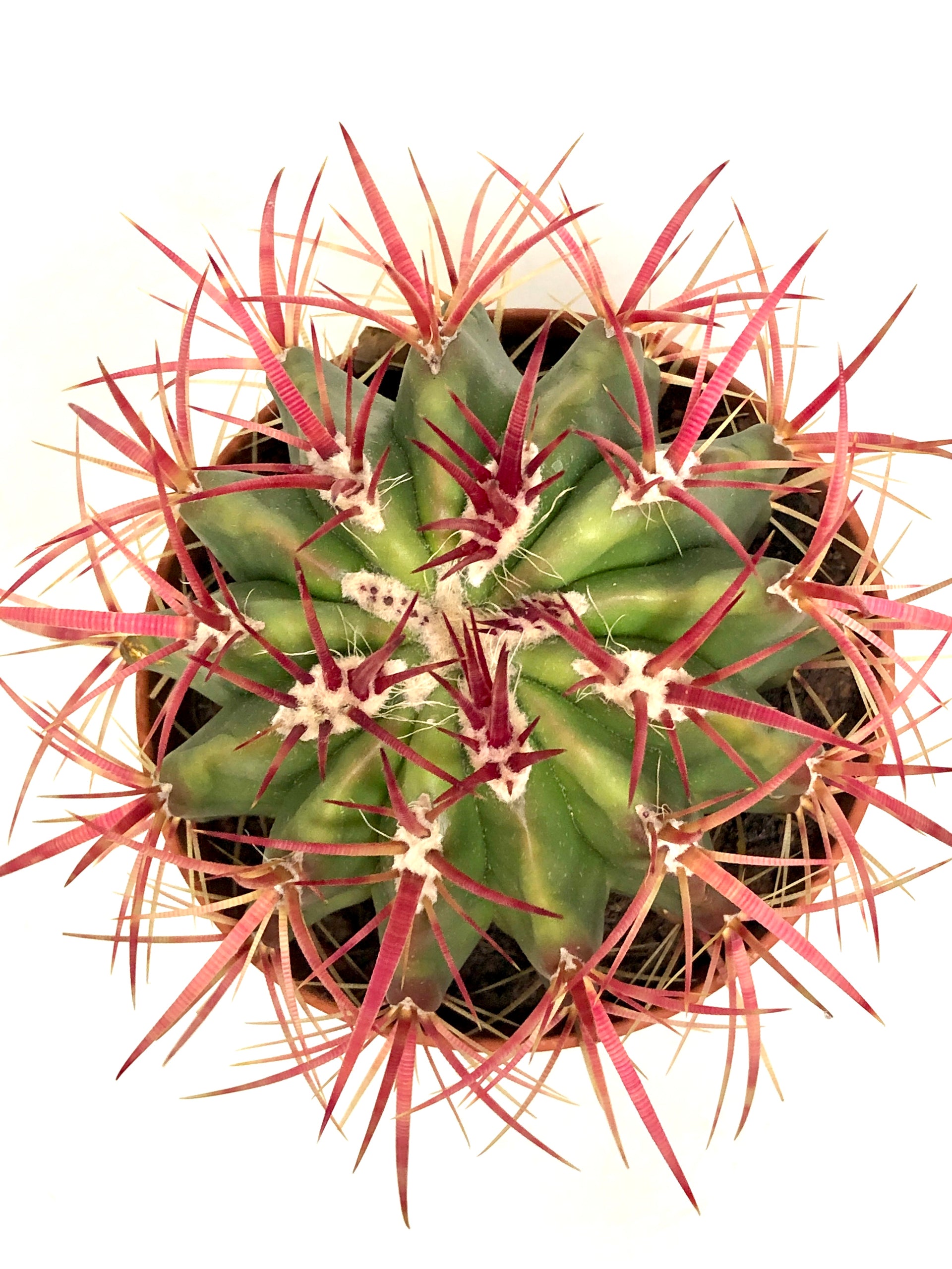 Ferocactus Latispinus -Devil's Tongue Barrel Cactus, Crow's Claw Cactu –  Plant Studio
