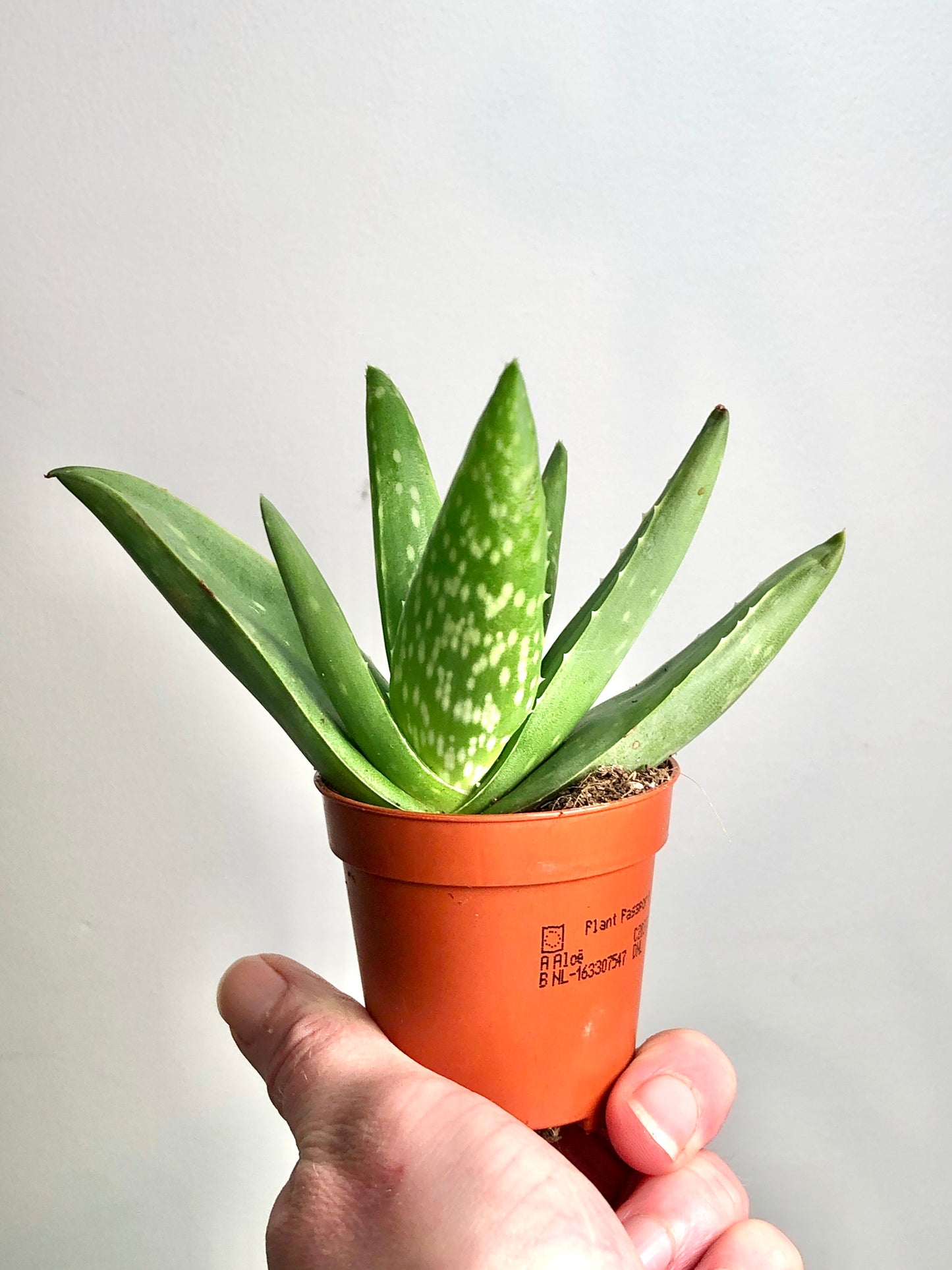 Aloe Vera barbadensis miller