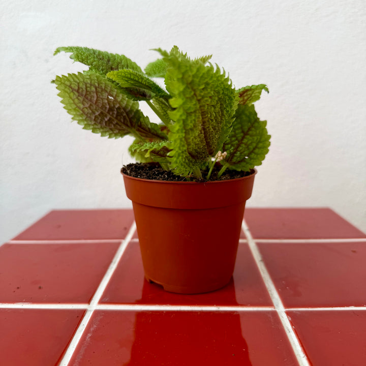 Pilea Moon Valley - pilea mollis