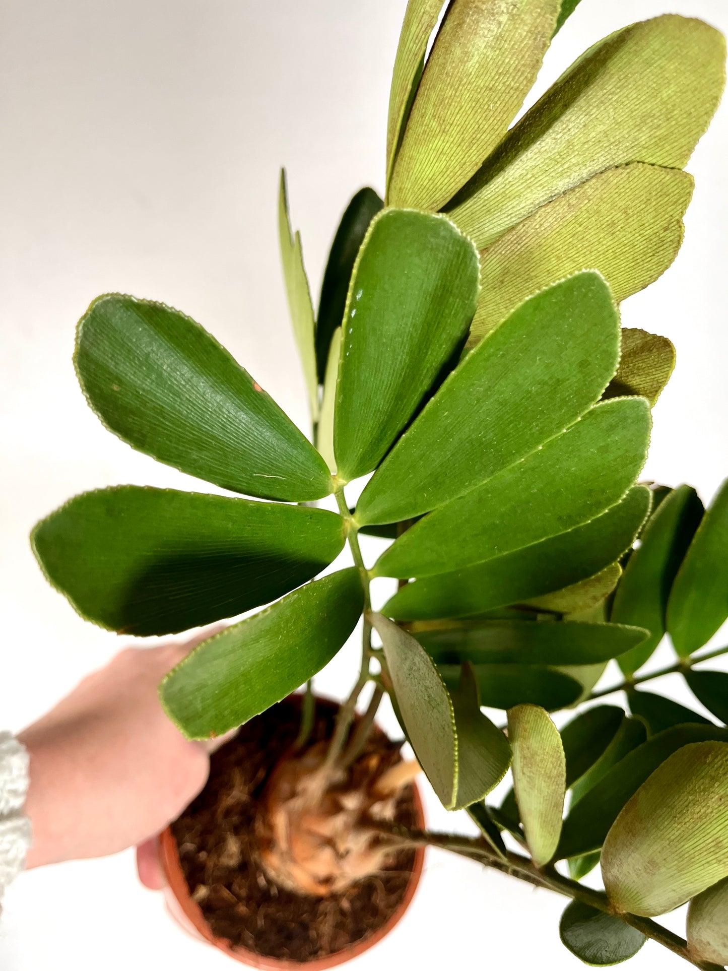 Zamia Furfuracea - Cardboard Palm