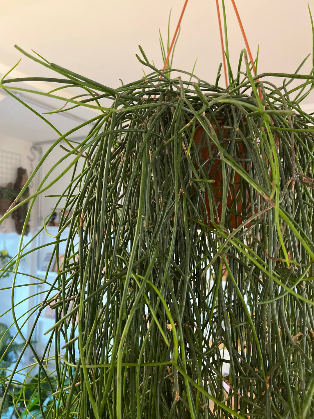 Rhipsalis Floccosa XXL