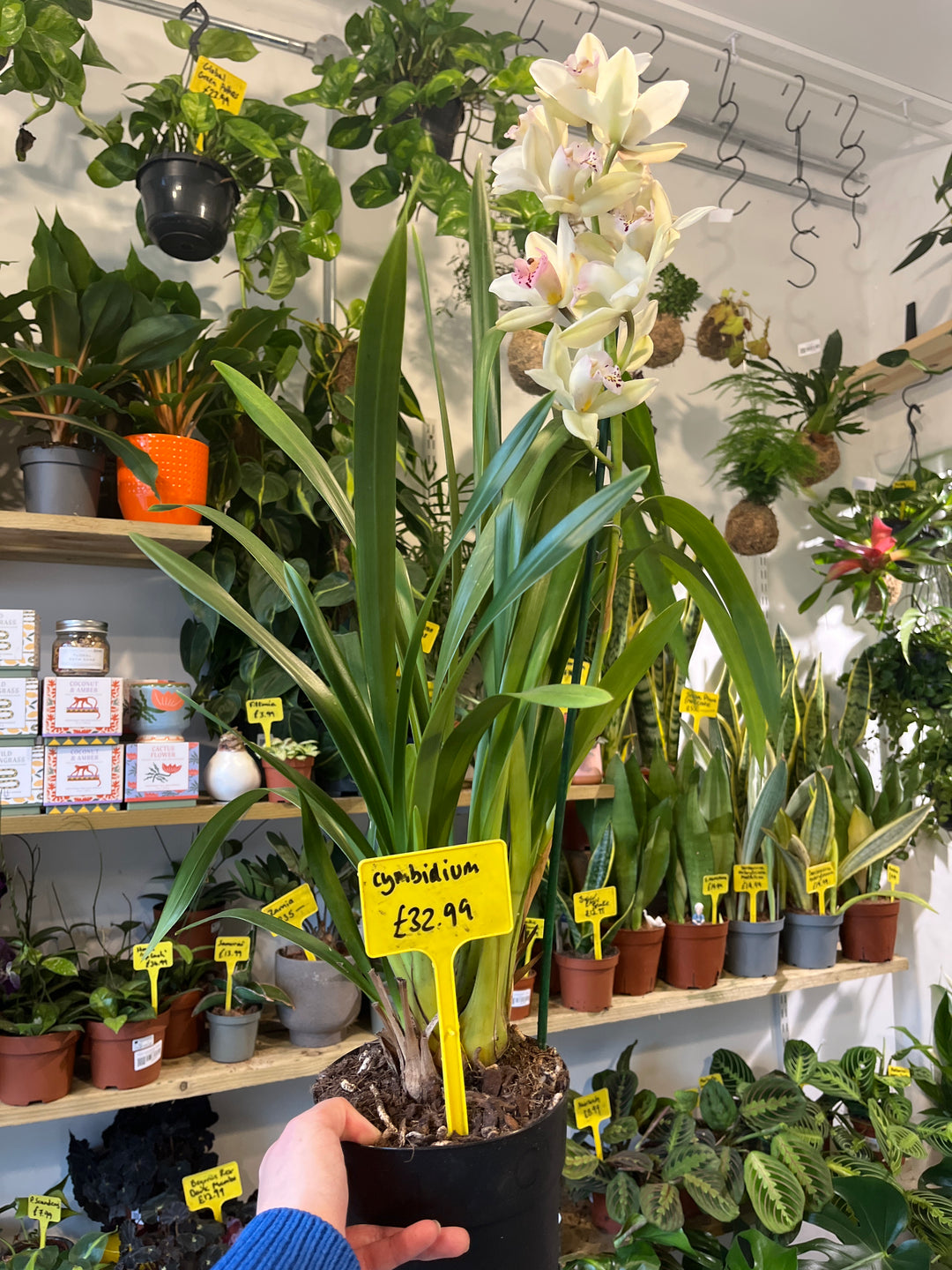 Cymbidium - boat orchid