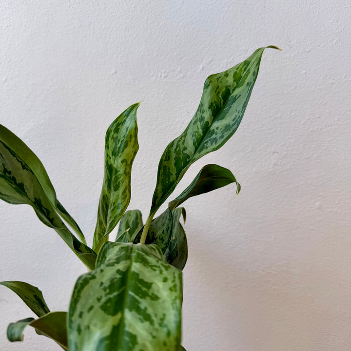 Aglaonema ‘Greyhound’ – Chinese Evergreen