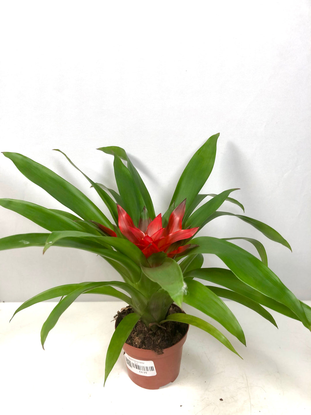 Guzmania Blitz