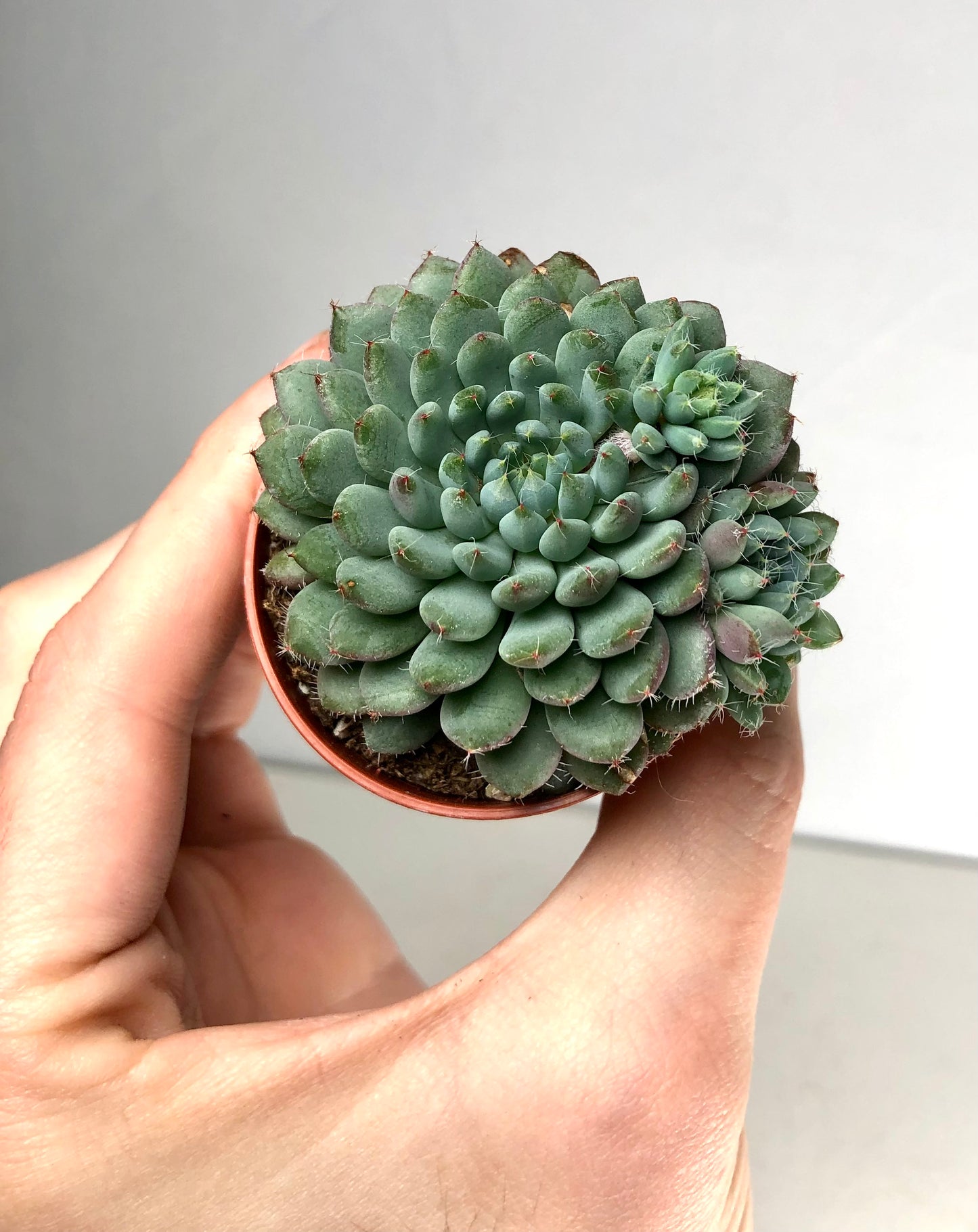 Echeveria Rundelii Special