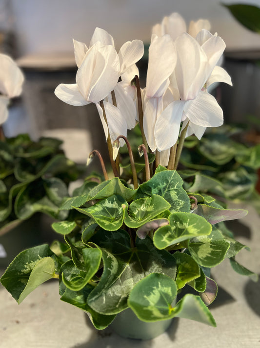 Cyclamen White