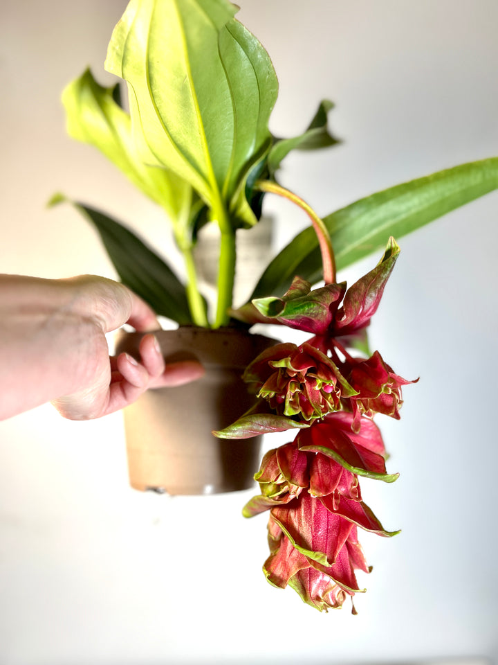 Medinilla Dolce Rossa