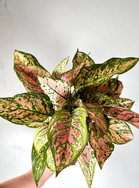 Aglaonema Spotted