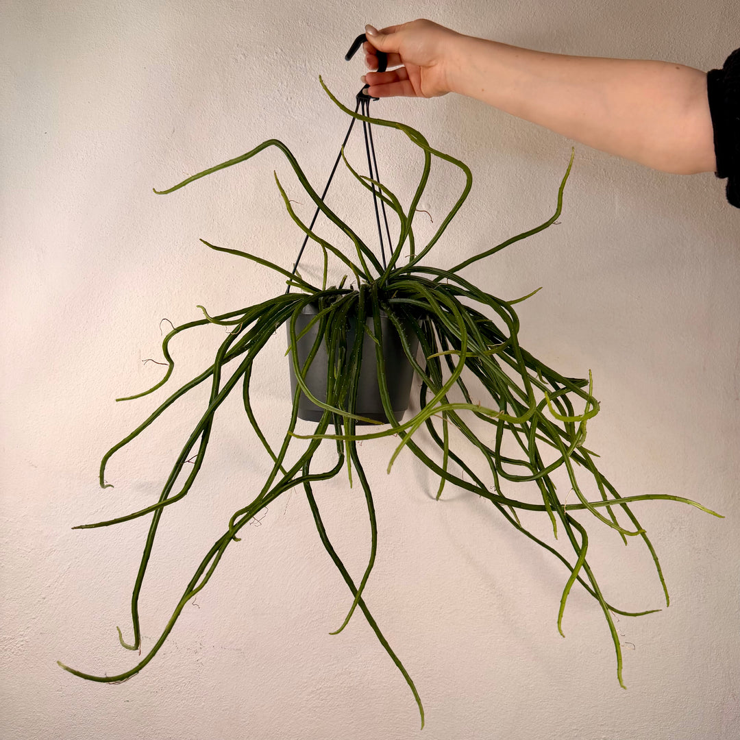 Selenicereus wercklei - Rhipsalis Lumbricoides - Rhipsalis 'Leiza' - Moonlight cactus