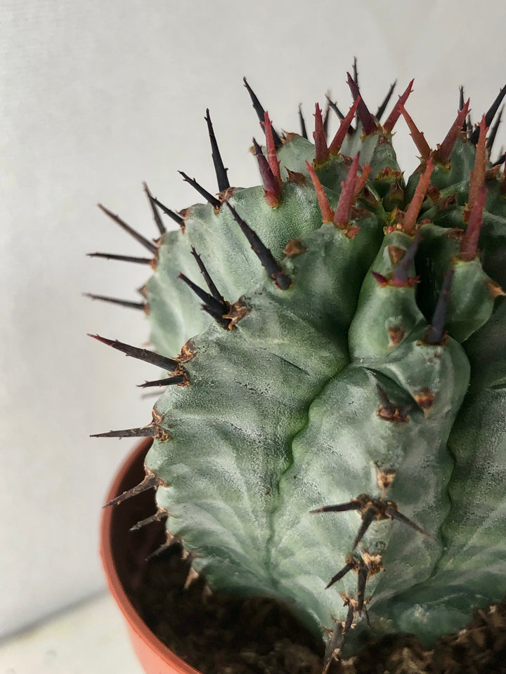 Euphorbia Horrida