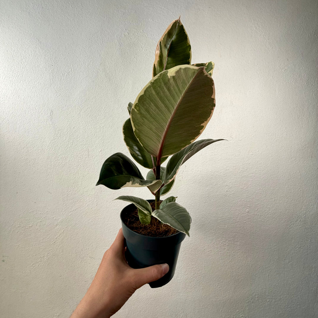 Ficus elastica lucky dip – Rubber Plant