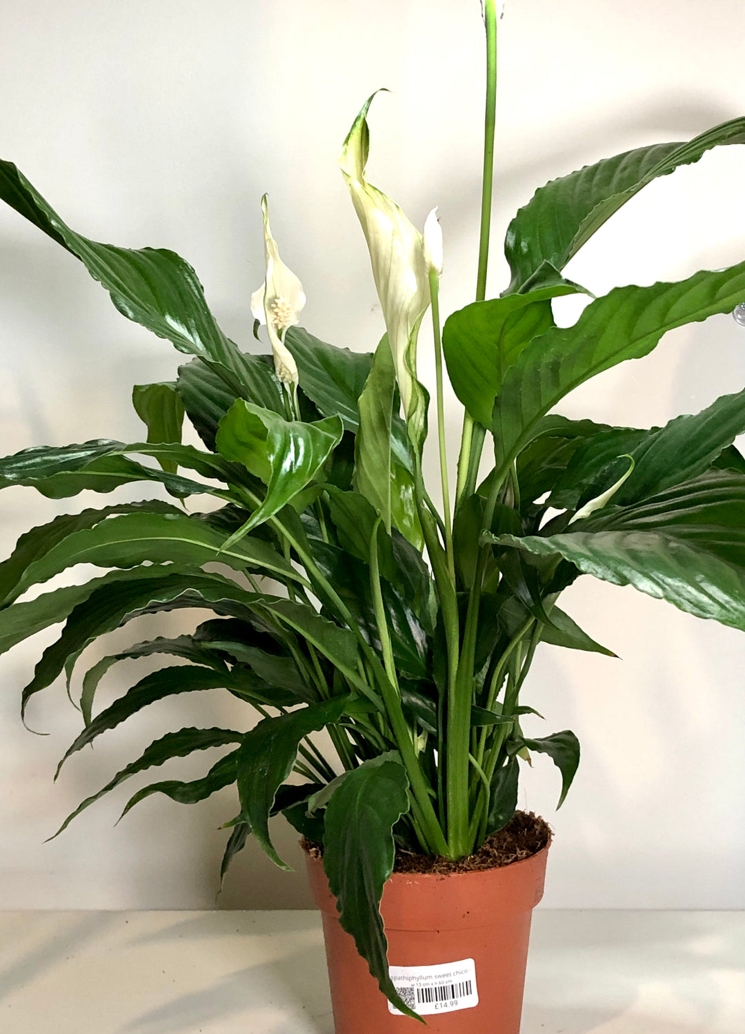 Spathiphyllum Sweet Chico - peace lilly